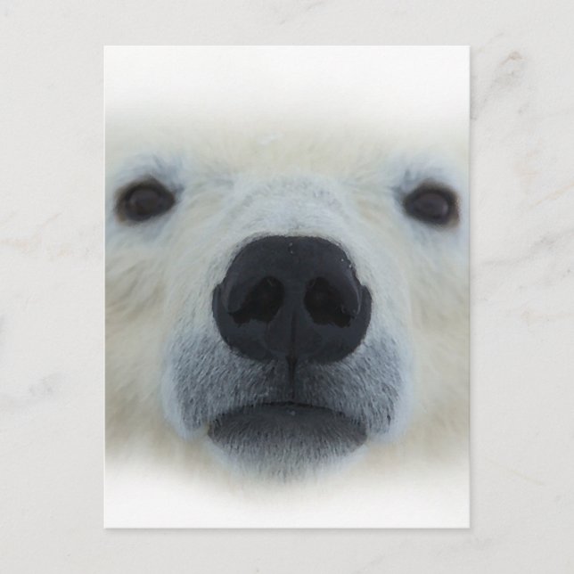 Polar Bear Postcard (Front)