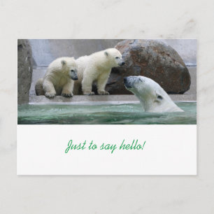 Polar Bear Postcard