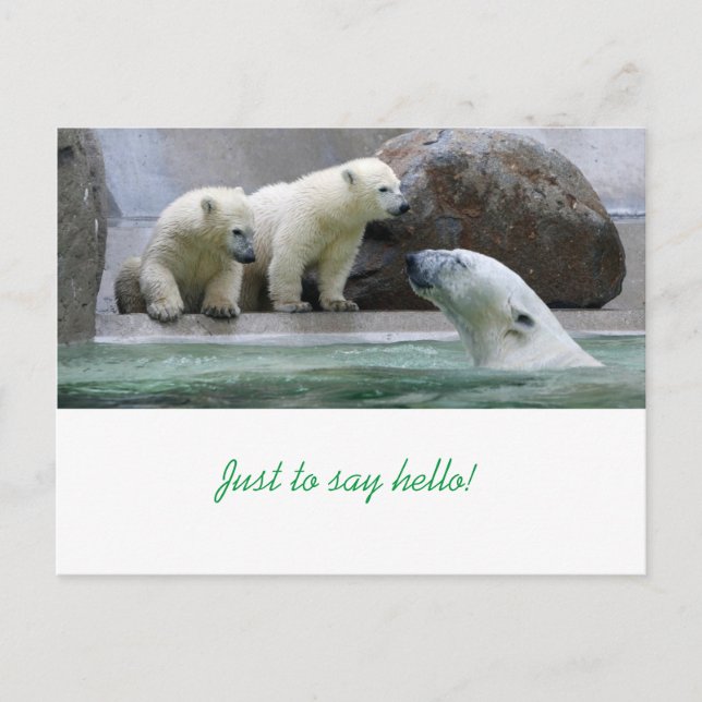 Polar Bear Postcard (Front)