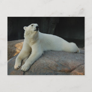 Polar Bear postcard