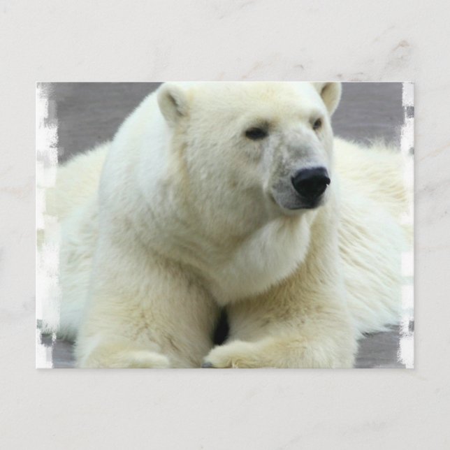 Polar Bear Postcard (Front)