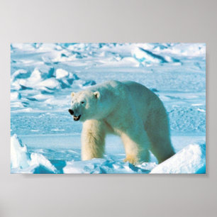 Polar Bear Poster