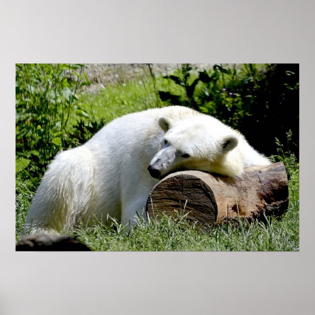 Polar Bear Poster (Front)