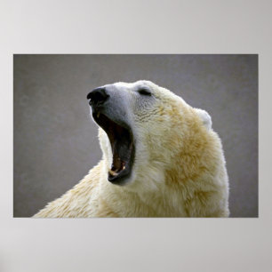 Polar bear poster