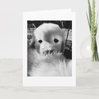 Polar Bear Puppy | Blank Card