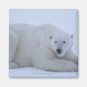 Polar Bear Resting in Snow Magnet