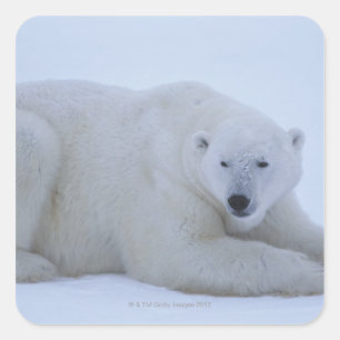 Polar Bear Resting in Snow Square Sticker