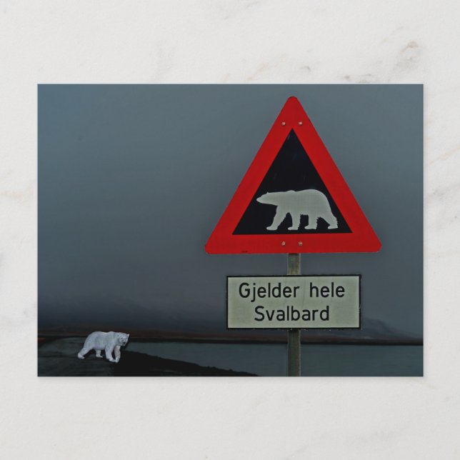Polar bear road sign and polar bear. postcard (Front)