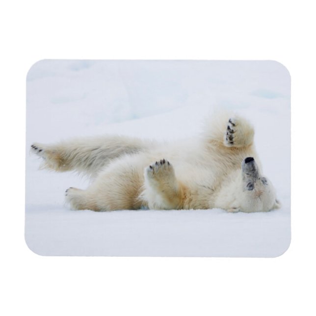 Polar bear rolling in snow, Norway Magnet (Horizontal)