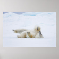Polar bear rolling in snow, Norway