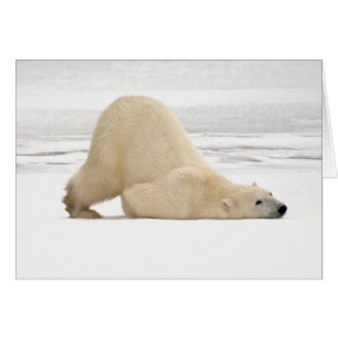 Polar bear scratching itself on frozen tundra