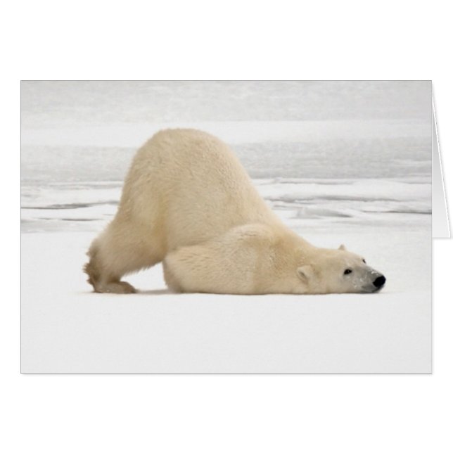 Polar bear scratching itself on frozen tundra (Front Horizontal)