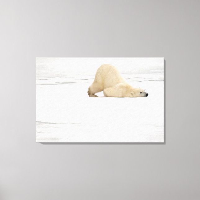 Polar bear scratching itself on frozen tundra canvas print (Front)
