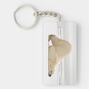 Polar bear scratching itself on frozen tundra keychain