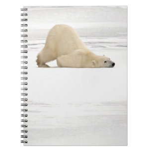 Polar bear scratching itself on frozen tundra notebook