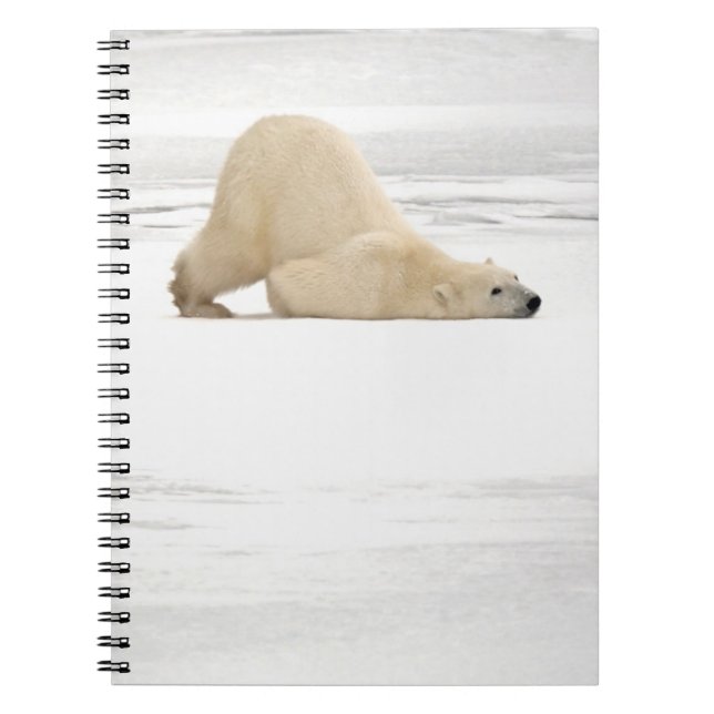 Polar bear scratching itself on frozen tundra notebook (Front)