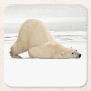 Polar bear scratching itself on frozen tundra square paper coaster