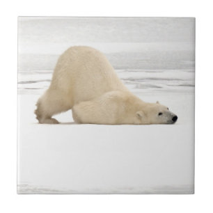 Polar bear scratching itself on frozen tundra tile