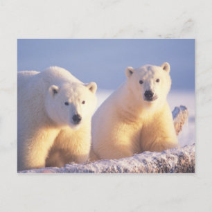 Polar bear sow with cub on pack ice postcard