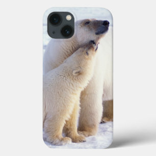 Polar bear sow with cub, pack iPhone 13 case