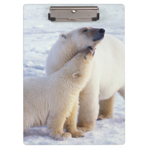 Polar bear sow with cub, pack clipboard