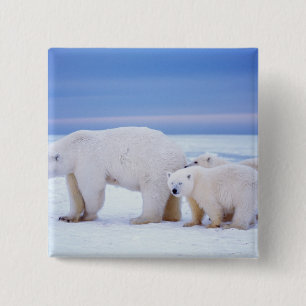 Polar bear sow with cubs 2 inch square button