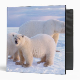 Polar bear sow with cubs on pack ice, coastal binder