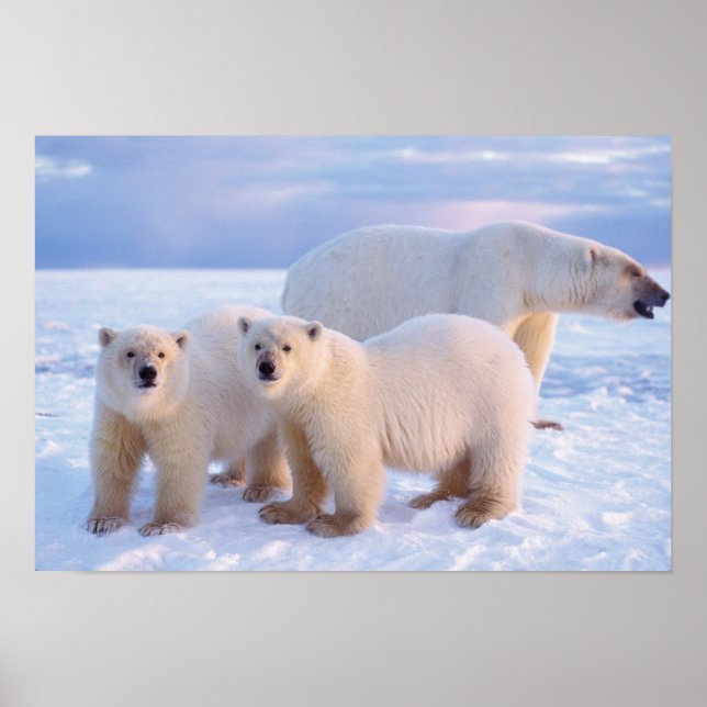 Polar bear sow with cubs on pack ice, coastal poster (Front)