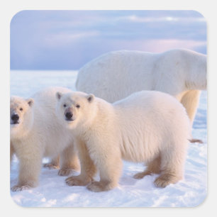 Polar bear sow with cubs on pack ice, coastal square sticker