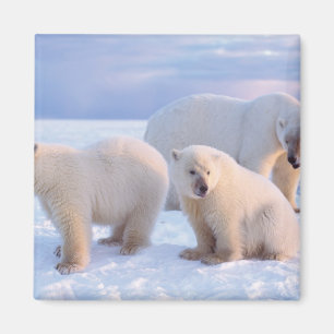 Polar bear sow with cubs on pack ice of coastal magnet