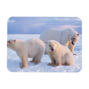 Polar bear sow with cubs on pack ice of coastal magnet
