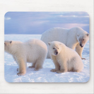 Polar bear sow with cubs on pack ice of coastal mouse pad