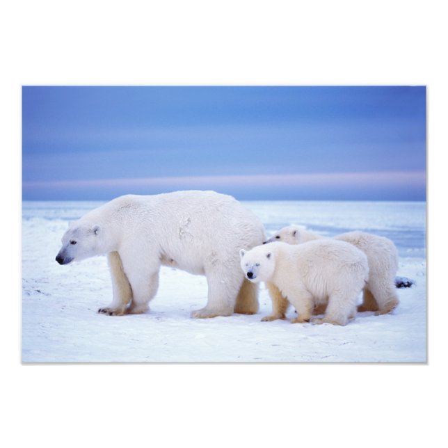 Polar bear sow with cubs photo print (Front)