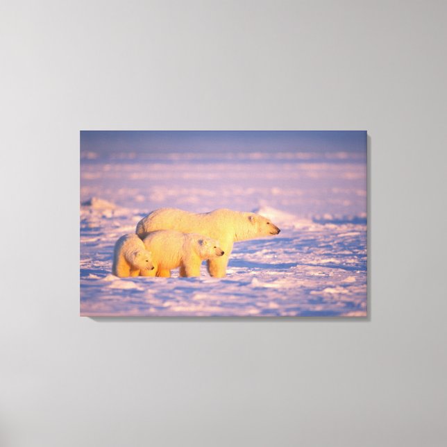 Polar bear sow with spring cubs on the frozen canvas print (Front)