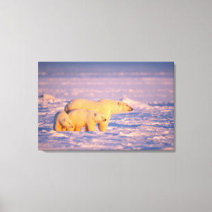 Polar bear sow with spring cubs on the frozen canvas print