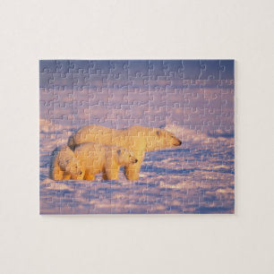 Polar bear sow with spring cubs on the frozen jigsaw puzzle