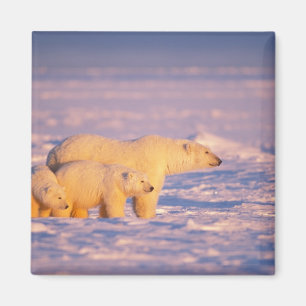 Polar bear sow with spring cubs on the frozen magnet