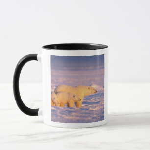 Polar bear sow with spring cubs on the frozen mug