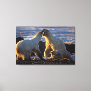 Polar bear sows with cub at side, 1002 coastal canvas print