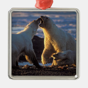 Polar bear sows with cub at side, 1002 coastal metal ornament