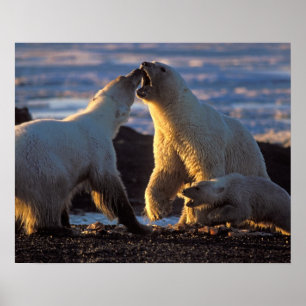 Polar bear sows with cub at side, 1002 coastal poster