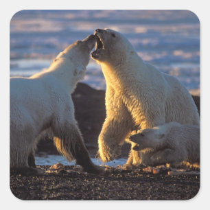 Polar bear sows with cub at side, 1002 coastal square sticker