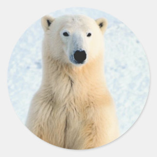 Polar Bear Standing Classic Round Sticker