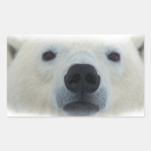 Polar Bear Sticker