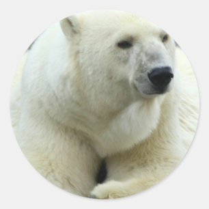 Polar Bear Sticker