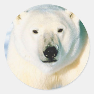 Polar Bear Sticker