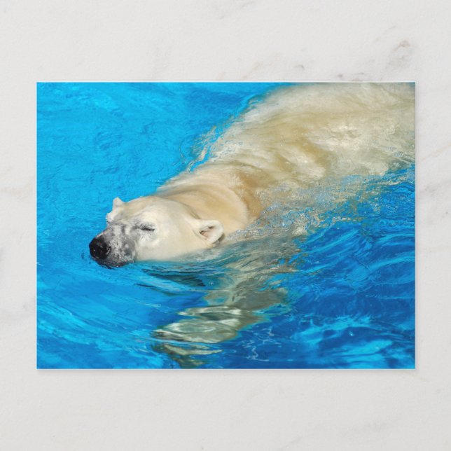 Polar bear swimming postcard (Front)