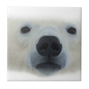 Polar Bear Tile
