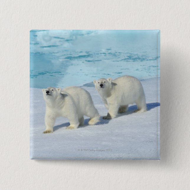 Polar bear, two cups on pack ice, Ursus 2 Inch Square Button (Front)