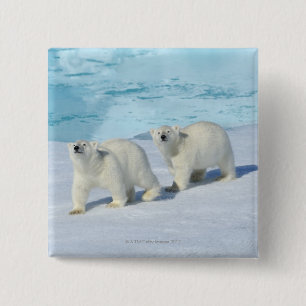 Polar bear, two cups on pack ice, Ursus 2 Inch Square Button